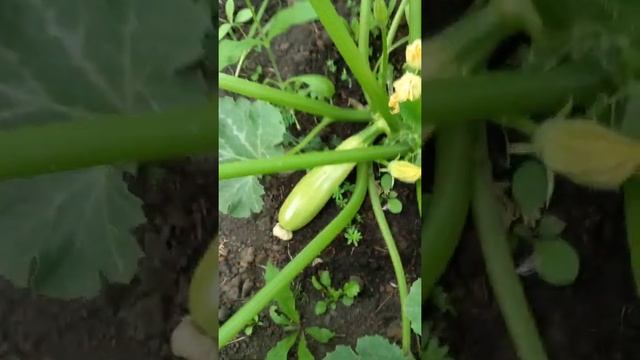 Кабачки . Выросли . Цуккини . Цукеша . На даче . В огороде . Богатый . Урожай . Вырос. #shorts смотреть онлайн