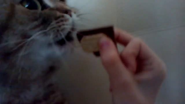 Кошка ест шоколад. смотреть онлайн