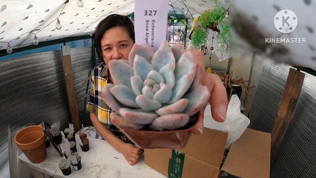 Caja Sorpresa de @thenextgardener Suculentas muy Coloridas!#suculentas #gardening #garden #jardin смотреть онлайн