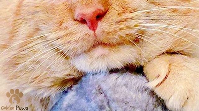 The Sick Cat Lived On the Street for Years, Crying His Eyes Begging for Food from Passersby смотреть онлайн