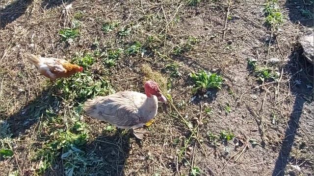 Индоутки плюсы и минусы /Деревенский житель рассказал всю правду о преимуществе содержания индоуток