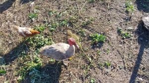 Индоутки плюсы и минусы /Деревенский житель рассказал всю правду о преимуществе содержания индоуток