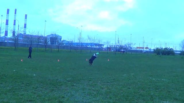 Наталия Сивкова и аусси Баки на отборочных соревнованиях по фризби 11.05.15 смотреть онлайн