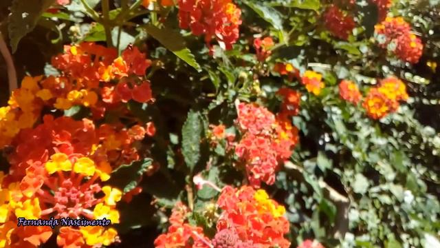 Lantana camara смотреть онлайн