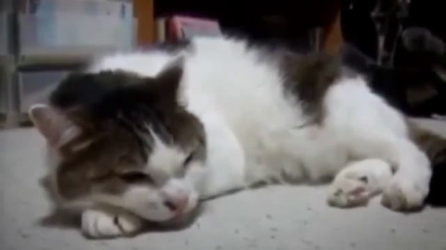 Стас Давыдов this is хорошо Кошачий блюз серия 122 смотреть онлайн