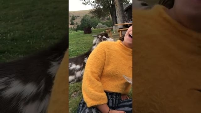 Поющий козел#Shorts смотреть онлайн