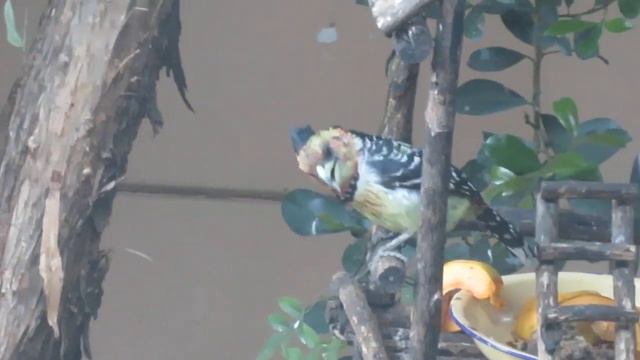 Crested Barbet make a very short appearence on the bird house before jumping down смотреть онлайн