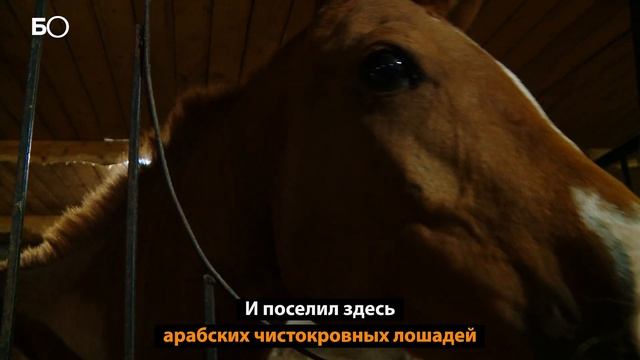«Арабская» кровь. Кто и зачем разводит породистых скакунов в Татарстане? смотреть онлайн