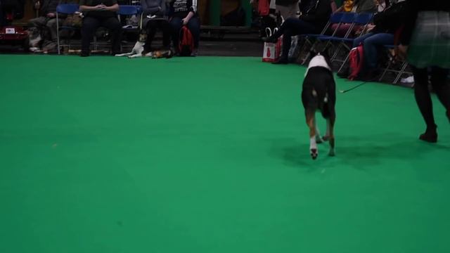 Crufts'18 - smooth collies - best dog