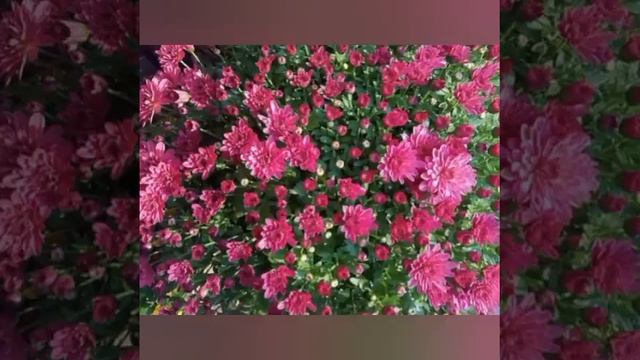 Jasminka Holclajtner-Royal Astro Studio-LAV,DEVICA,VAGA,ŠKORPIJA-Mesečni horoskop-AVGUST 2023. смотреть онлайн