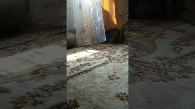 Blog.Забавные милашки коты играют в прятки. смотреть онлайн