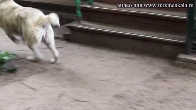 Туркменский алабай. Айпери Ахал Юрт, конец 2019 г. Обживается на новом месте. смотреть онлайн