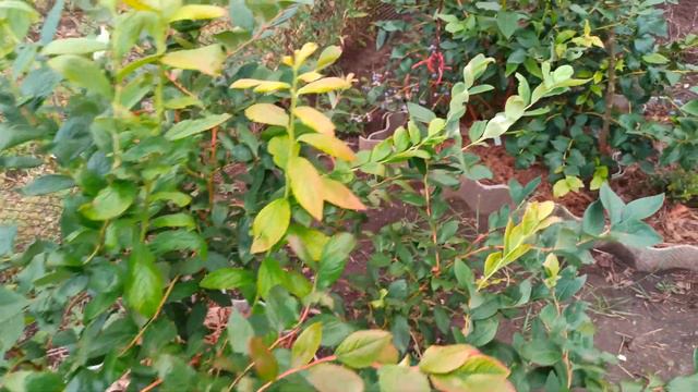 Голубика Эллиот. Конец сезона.