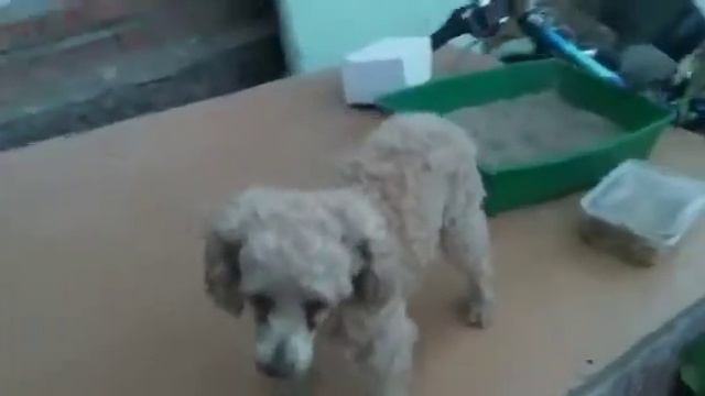 Меня ПРЕСЛЕДУЕТ ЧЁРНЫЙ КОТ/ ВЛОГ ОТ Джесси/ говорящая собака!/ Джесси Лайк смотреть онлайн