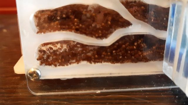 Куда делась моя колония Myrmica Sp.? Что с ними случилось? Муравьиная Мания. смотреть онлайн