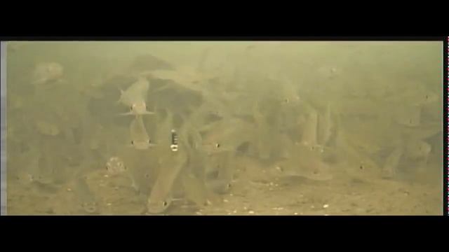 Реакция рыбы на безнасадку и мормышку с опарышем! Съемка на камеру Фокусфиш на реке Ай. смотреть онлайн