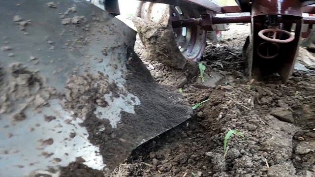 Самодельная картофелесажалка с мотоблоком высаживает картофель.A homemade potato planter. смотреть онлайн
