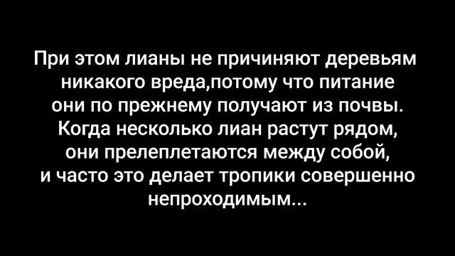 Тропический лес (Тропики)-что это? смотреть онлайн