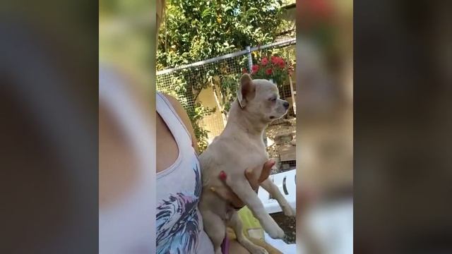 Гарри Поттер призрачный мрамор голубой Мерле питомник чихуахуа Кастропуло Крым продажа+79787458062