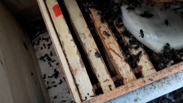 Островная Карника Пешец. Весенняя проверка.