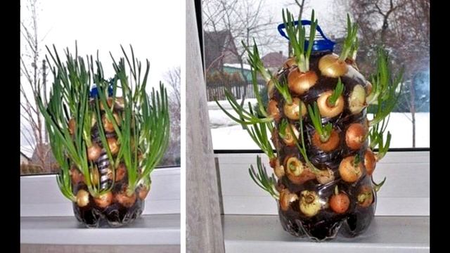 КАК ВЫРАСТИТЬ ЗЕЛЕНЫЙ ЛУК В ПАКЕТЕ НА ПОДОКОННИКЕ смотреть онлайн