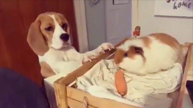 Funny And Cute Beagle Puppies Compilation #1 - Cutest Beagle Puppy смотреть онлайн