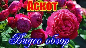Обзор розы Аскот (Чайно гибридная) - Ascot (Evers Германия, 2007)
