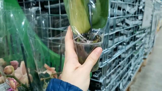 Леруа:БОМБИЧЕСКИЙ завоз ОРХИДЕЙ,залетели "БАБОЧКИ" Пират Пикоти!20.01.22.ТЦ "Космопорт",Самара+АШАН смотреть онлайн