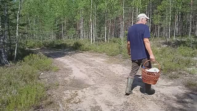 Грибы, заброшенная дорога и интересные места