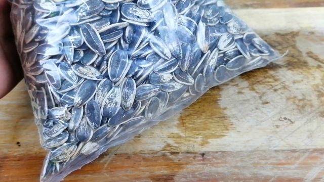 hippeastrum varas gigantes y engordar bulbos смотреть онлайн