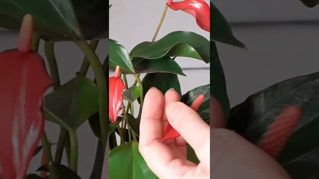 Антуриум Триллион Ред смотреть онлайн