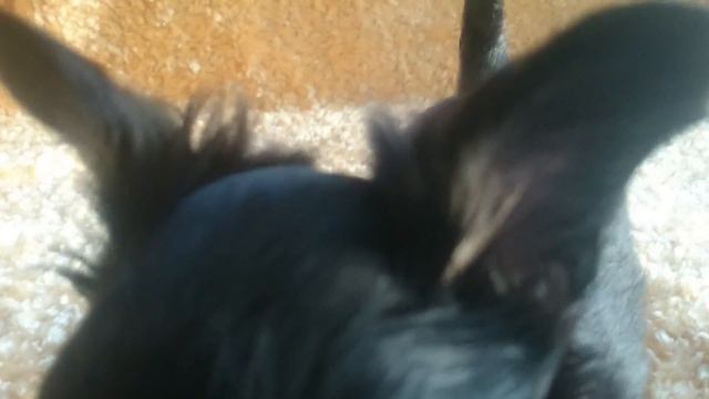 Very Sweet Black Mini Chihuahua Puppy смотреть онлайн