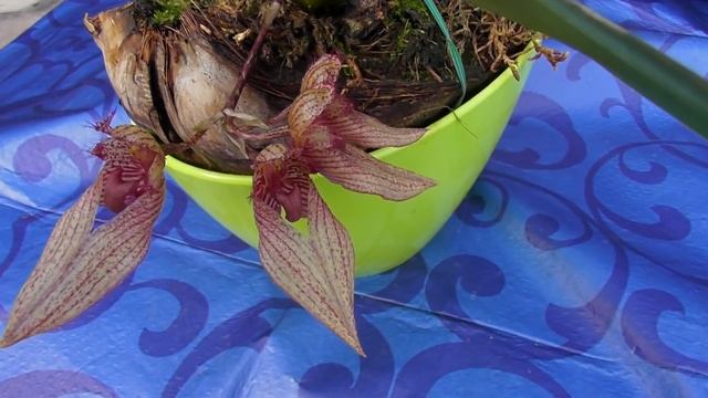 Опять аромат рыбы))У орхидеи теперь есть свое название. Bulbophyllum annandalei х frostii смотреть онлайн