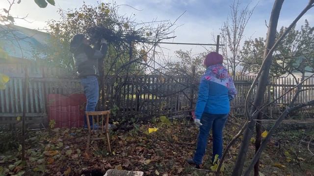 Обрезали запущенный виноград смотреть онлайн
