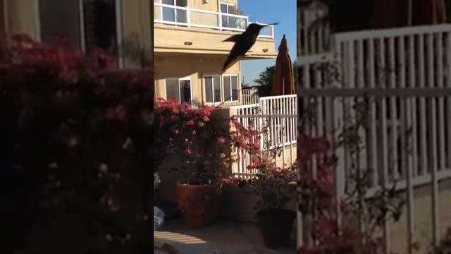 Колибри в полете смотреть онлайн