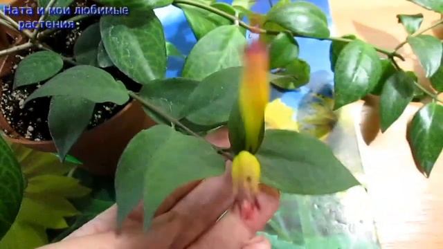 Комнатные цветы// Эсхинантус "Black pandora" смотреть онлайн