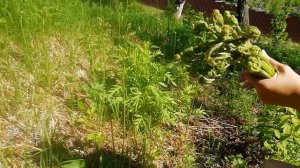 Папоротник Орляк. Сбор