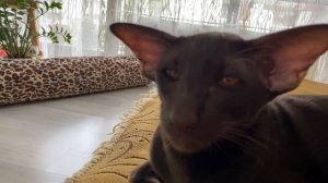 Кошачьи будни?⬛l Ориентальный кот l Смешные коты
