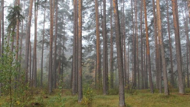Туман в лесу Октябрь смотреть онлайн