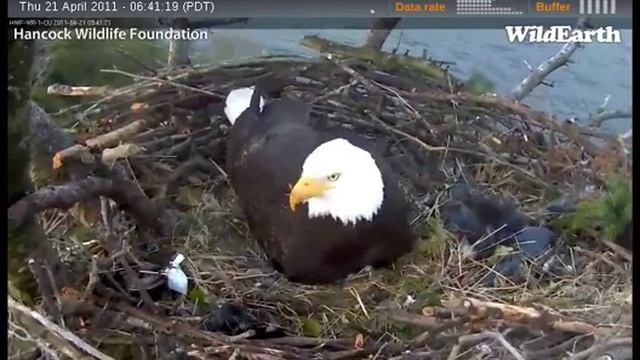 White Rock Eagles: One Baby One Egg 4/21/11 9:40 AM EDT смотреть онлайн