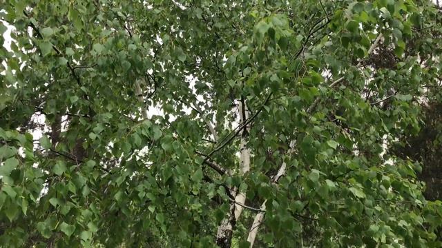 25 мая - Епифанов день. День памяти святителя Германа Рябиновка. Что нельзя делать смотреть онлайн