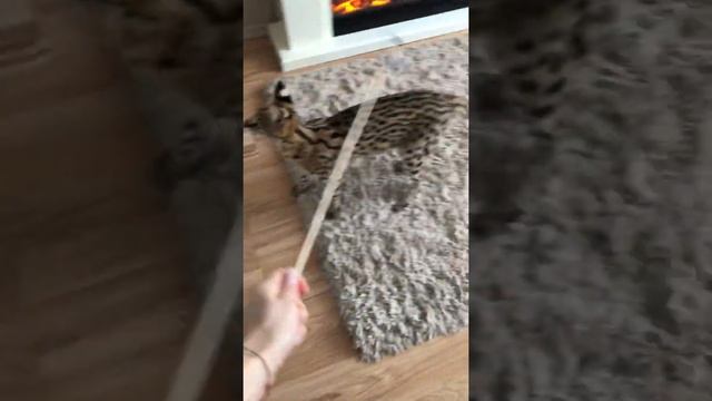 Сервал разговаривает