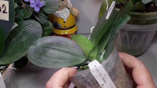 12.08.21 Орхидеи обзор новинок Азия смотреть онлайн