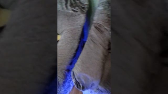 У меня есть гироскутер;) смотреть онлайн