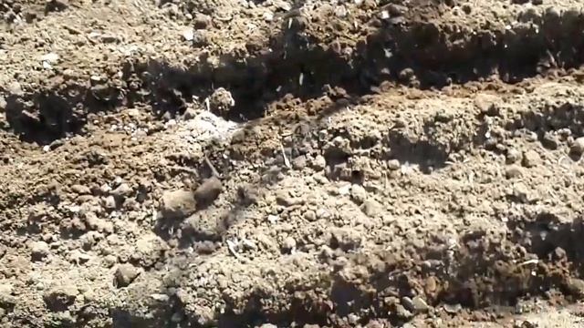 Посев лука Ред барон,30.04.2021г. смотреть онлайн