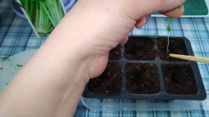 Пикировка черешкового сельдерея