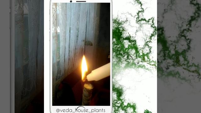 Обрезка Драцены. Размножение Драцены черенками.