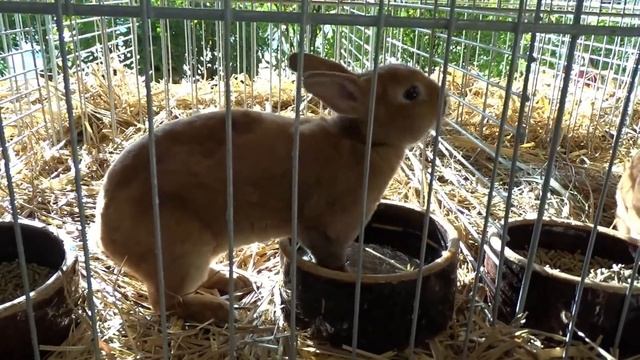 Чешская выставка кроликов / Проведение, продажа крольчат