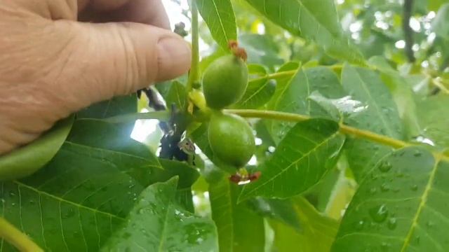 Грецкий орех смотреть онлайн