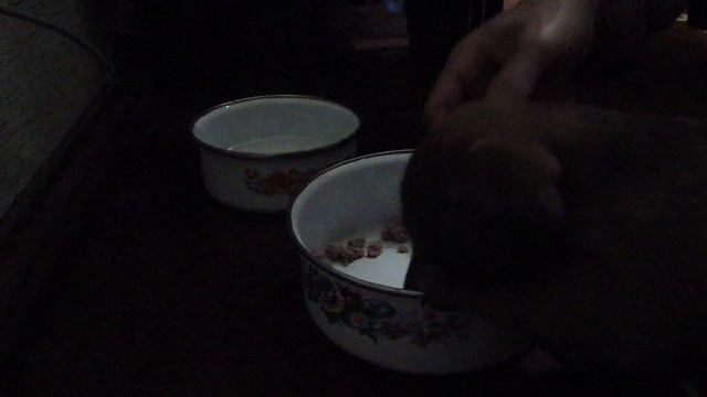 2014-05-29 Такса Дизель Первая еда в новом доме смотреть онлайн